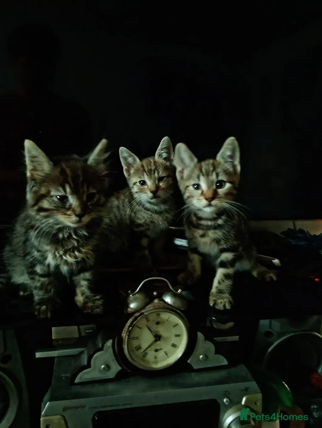 Domestic Shorthair cats for sale: Cat o' Fam ♥️ 💖 💓  - Advert 1