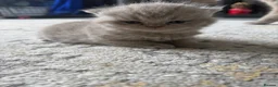 British Shorthair cats for sale: Lilac British shorthair GCCF and TICA registered in York - Advert 8
