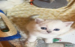 British Longhair cats for sale: 5 Beautiful blue eyed British Shorthair in London - Image 10