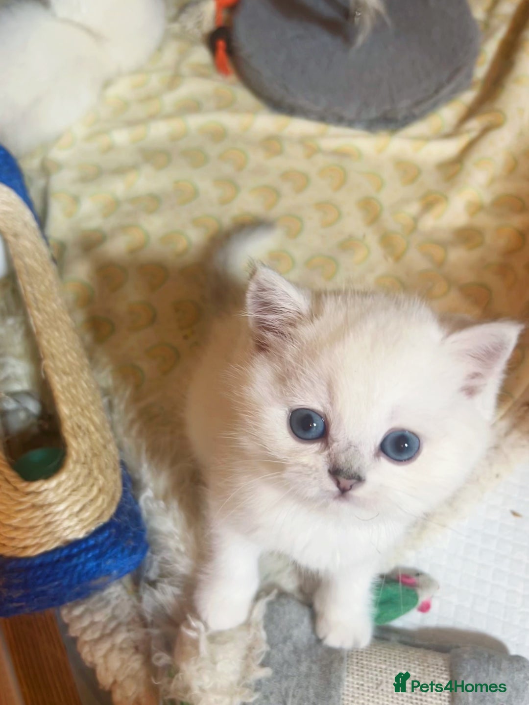 British Longhair cats for sale: 5 Beautiful blue eyed British Shorthair in London - Image 10
