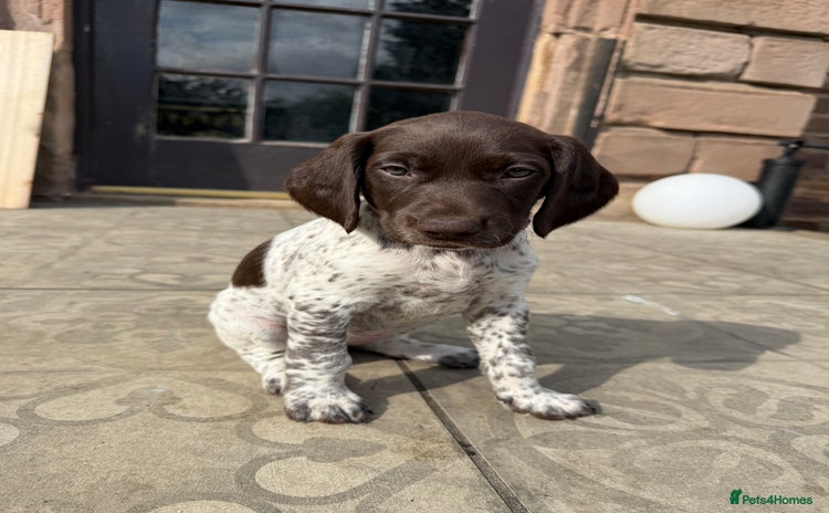 German Shorthaired Pointer dogs - Advert 1