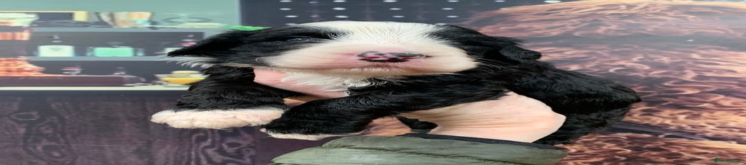 Sheepadoodle Puppy 4