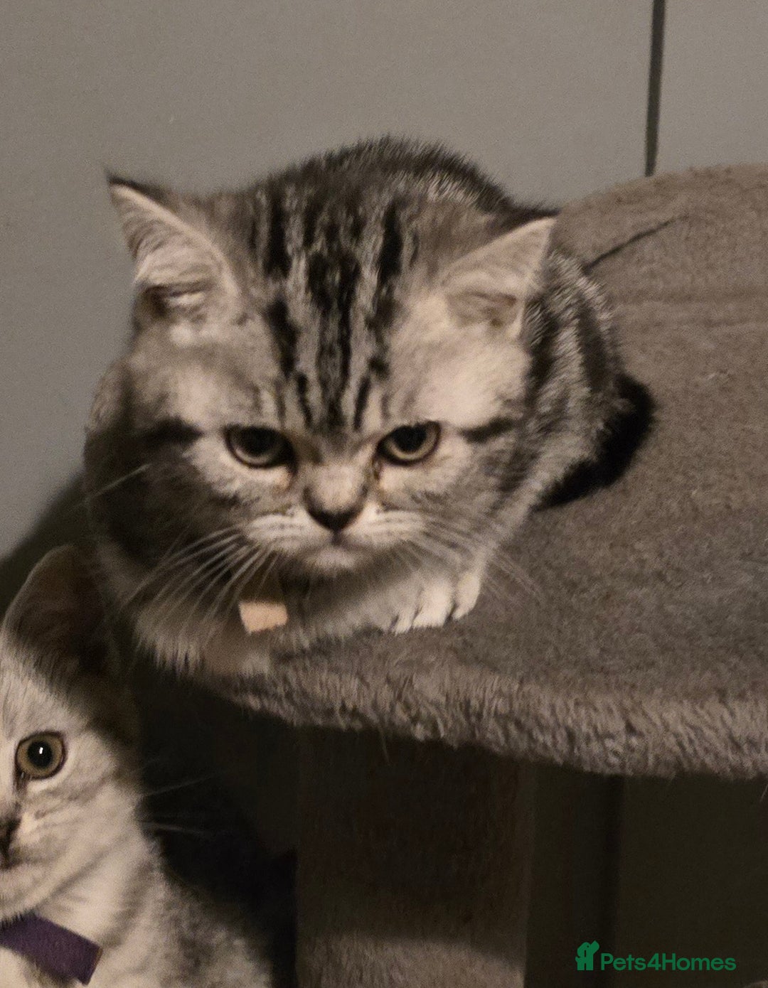 British Shorthair cats for sale: Beautiful bsh silver tabby kitten - Advert 12