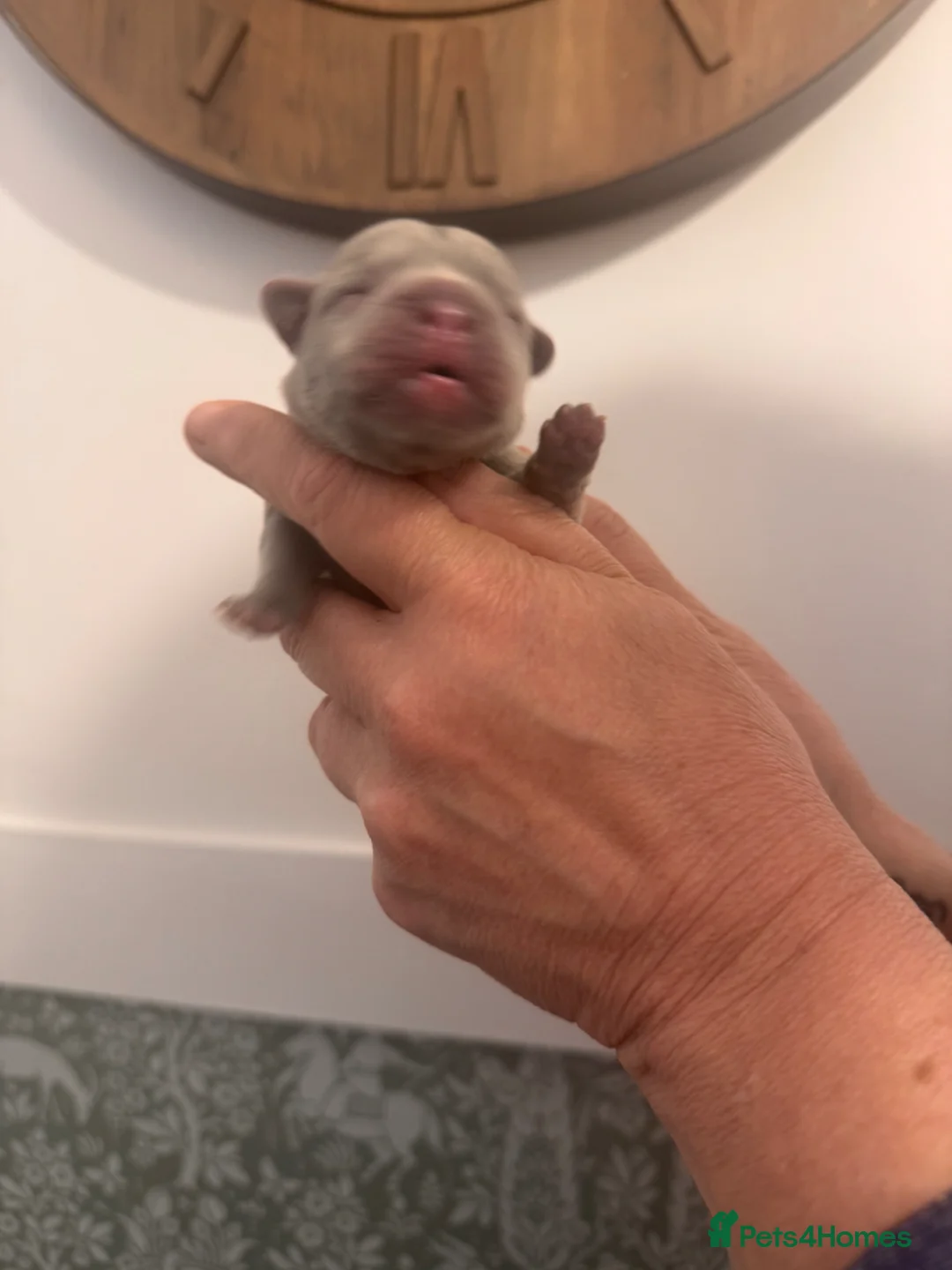 French Bulldog dogs for sale: French bulldog puppies  - Advert 7