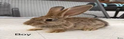 Continental Giant rabbits for sale: Continental giant x New Zealand  - Advert 7