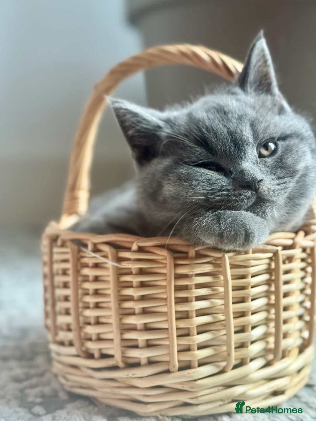 British Shorthair cats for sale: Seven little souls looking for their new home 🐾 - Advert 1