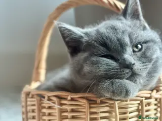 British Shorthair cats Seven little souls looking for their new home 🐾 - Advert 3