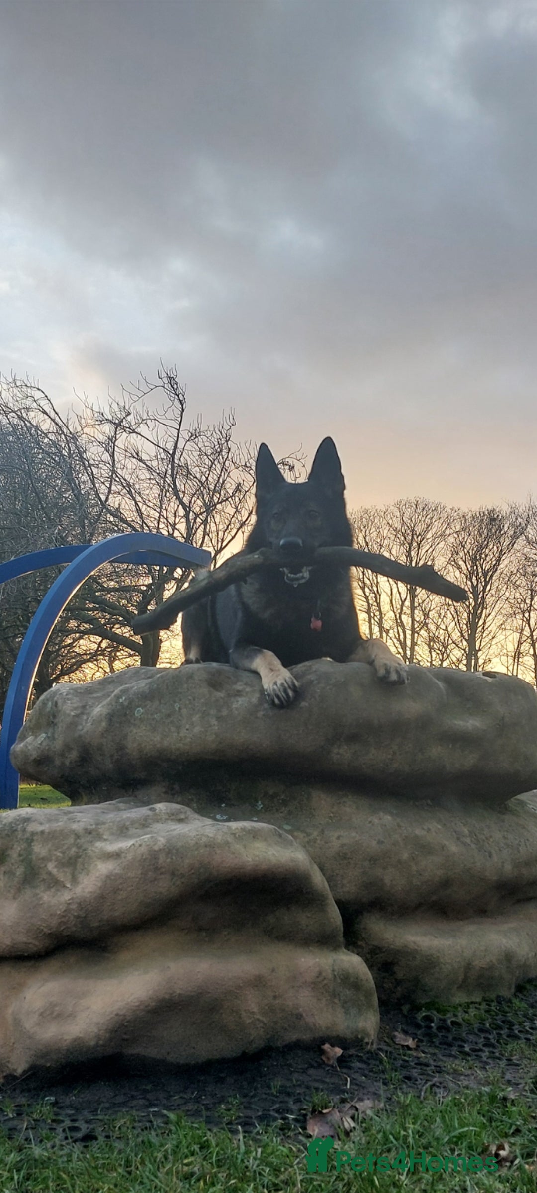 German Shepherd dogs for stud: Stud available, KC Reg, Sable GSD - Advert 6