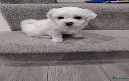 Maltese dogs for sale: Pure Maltese puppies❤️💙 - Image 4