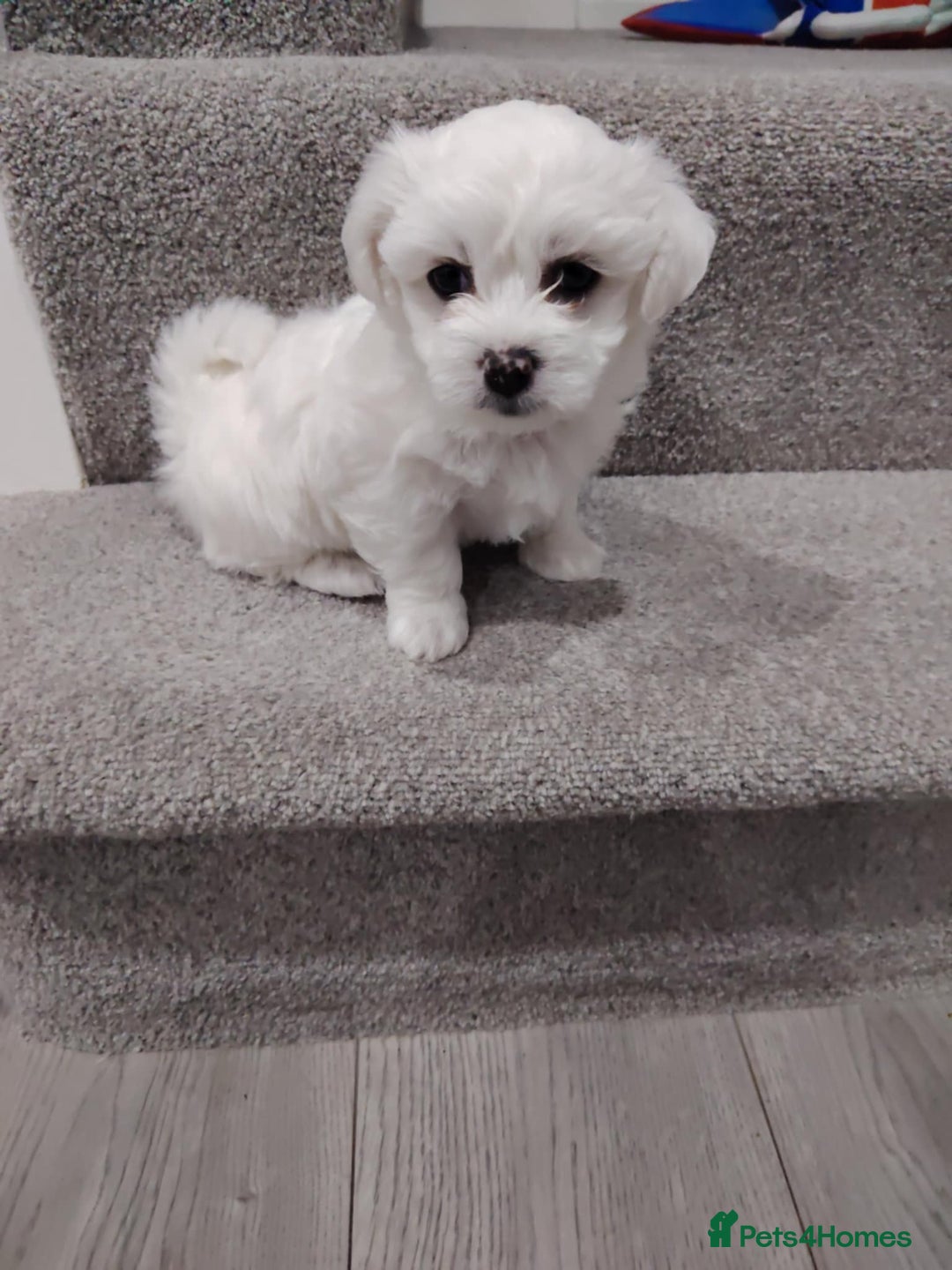 Maltese dogs for sale: Pure Maltese puppies❤️💙 - Image 4