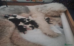 Sheepadoodle dogs for sale: Sheepadoodle puppies F1 - Image 1