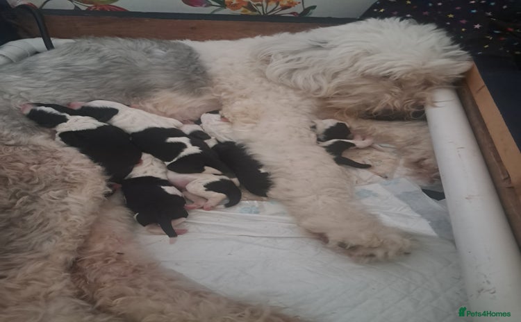 Sheepadoodle dogs - Advert 2