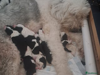 Sheepadoodle dogs - Advert 3