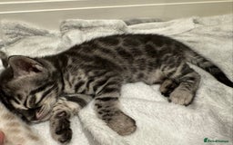 Bengal cats for sale: Bengal Kittens For Sale (4 Left) - Image 21