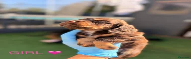 Cocker Spaniel 3