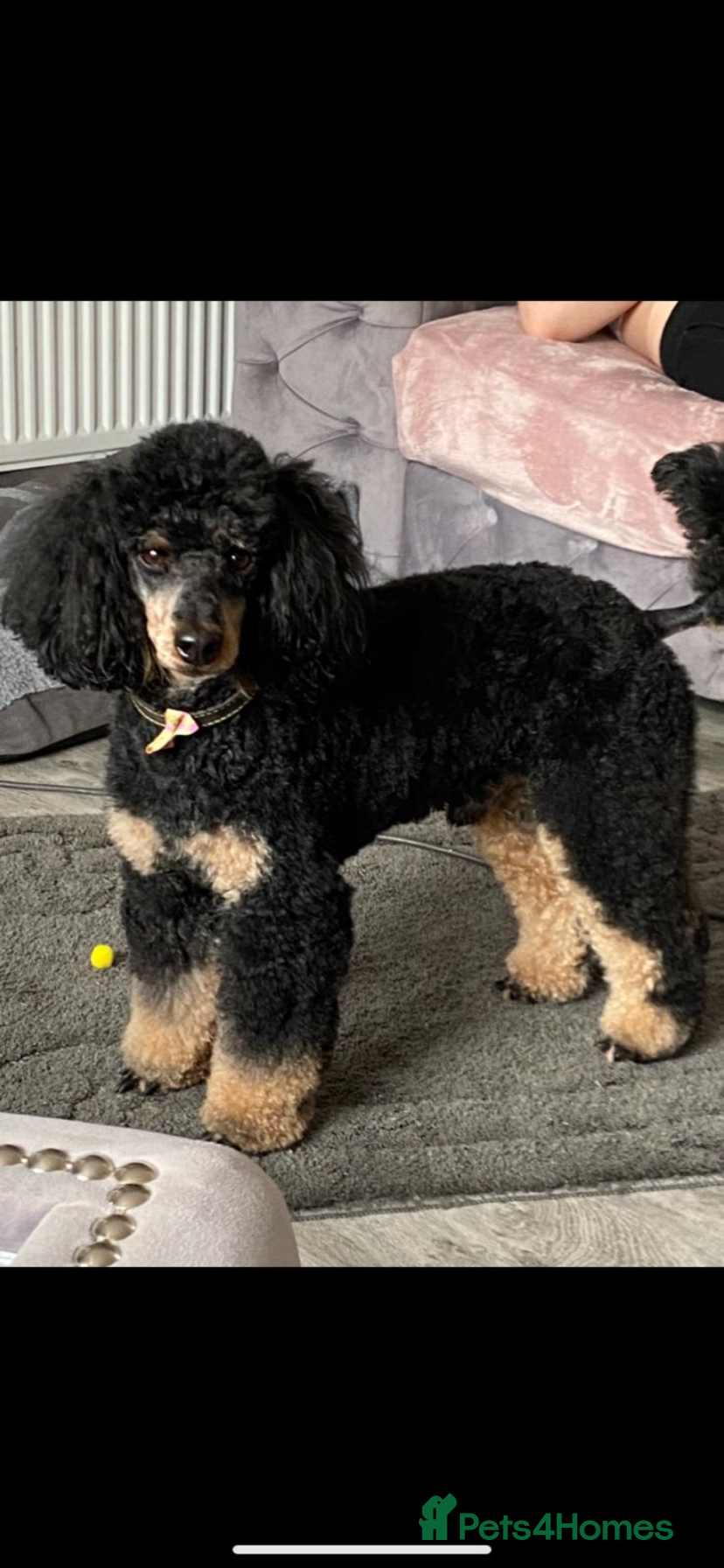 Miniature Poodle dogs Phantom miniature poodle STUD  - Advert 24