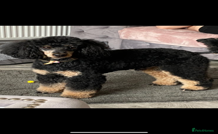 Miniature Poodle dogs - Advert 1