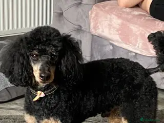 Miniature Poodle dogs Phantom miniature poodle STUD - Advert 3