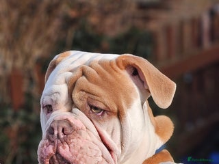 Olde English Bulldogge dogs for stud - Advert 1