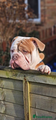 Olde English Bulldogge dogs Our son aka STITCH beautiful boy for stud aged 2 - Advert 5