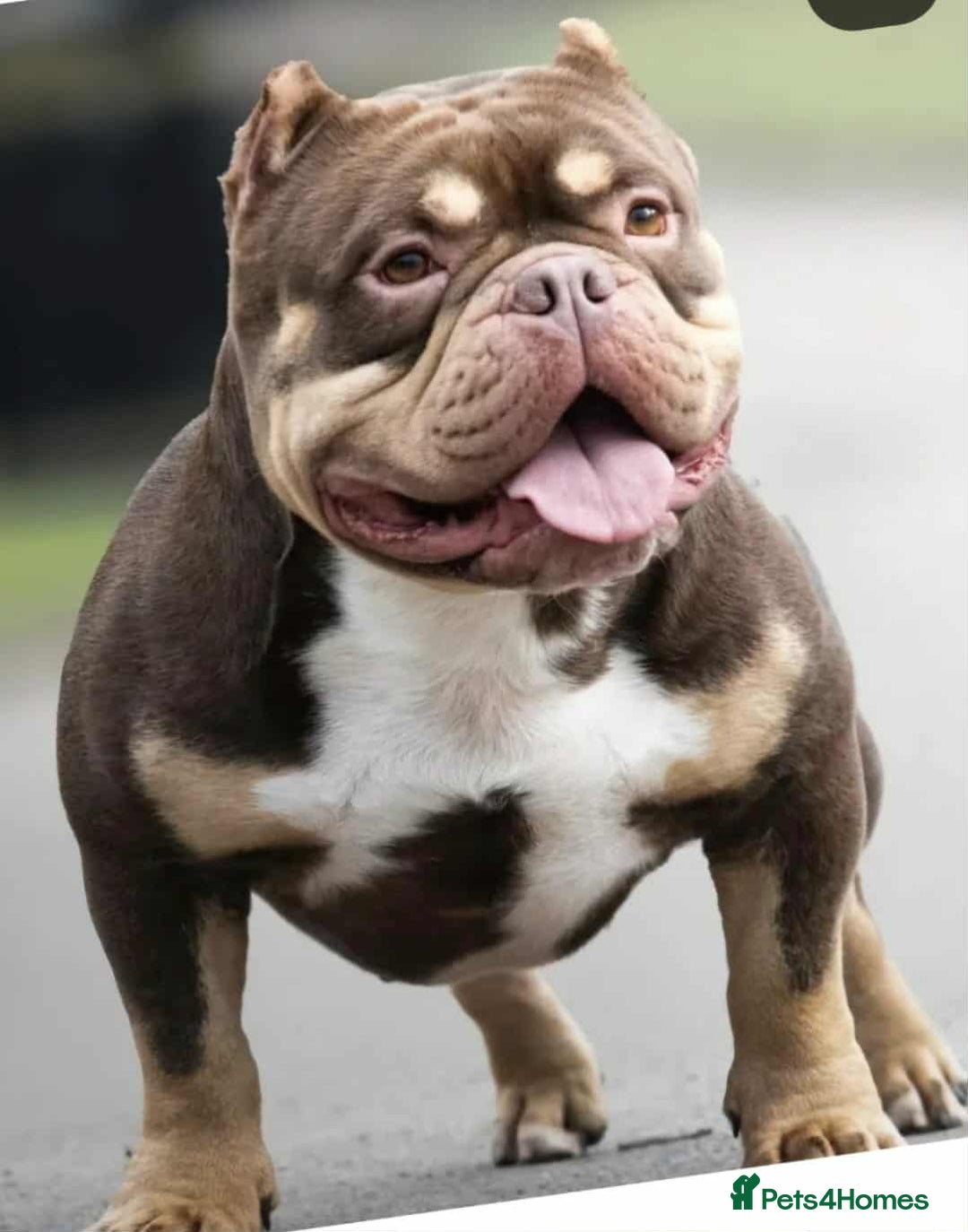 Shorty Bull dogs for sale: Exotic Pocket Bully. - Image 7