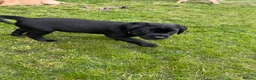Labrador Retriever dogs for sale: Ready now! Female black Labrador - Advert 26