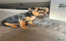Jack Russell dogs for sale: Jack Russell puppies - Image 1