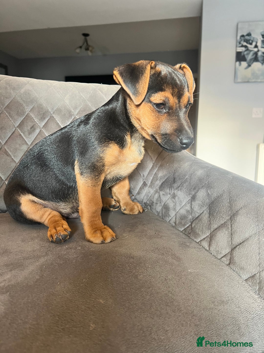 Jack Russell dogs for sale: Jack Russell puppies - Image 1