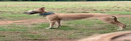 Whippet dogs for sale: Whippet x greyhound  - Advert 1
