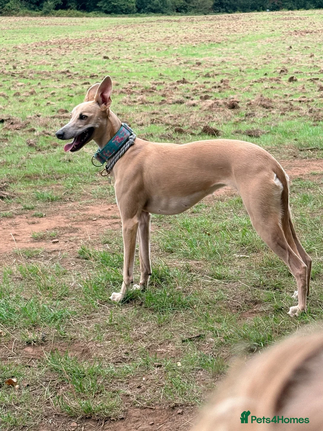 Whippet dogs for sale: Whippet x greyhound  - Advert 1