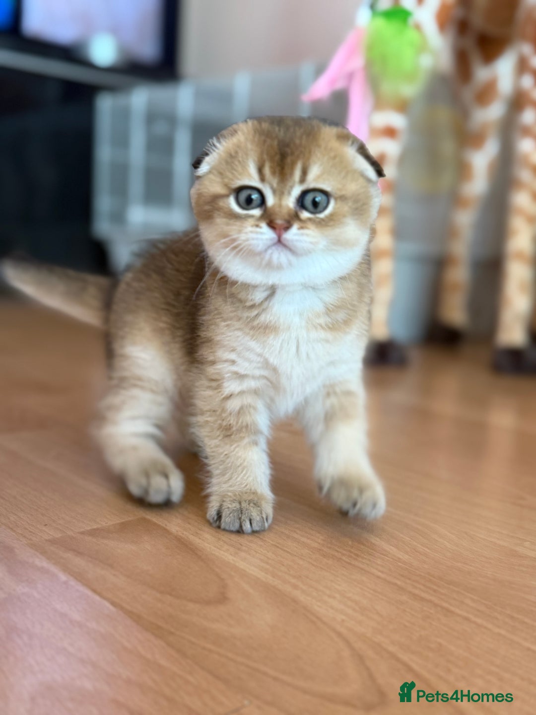 Scottish Fold cats for sale: Scottish fold kittens - Image 6