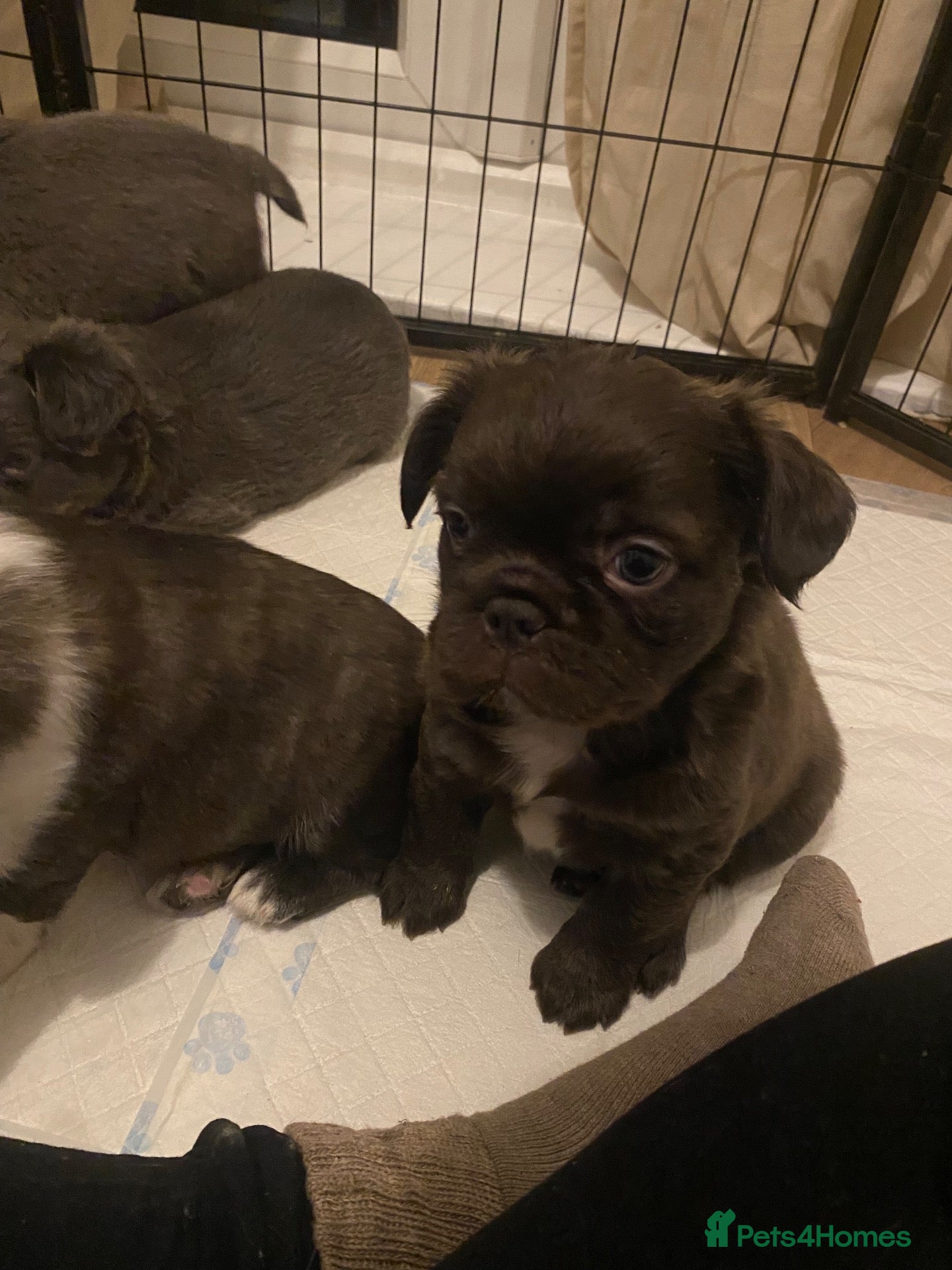 French Bulldog dogs 🐾 FLUFFY FRENCHIE GIRLS 🐾  - Advert 1