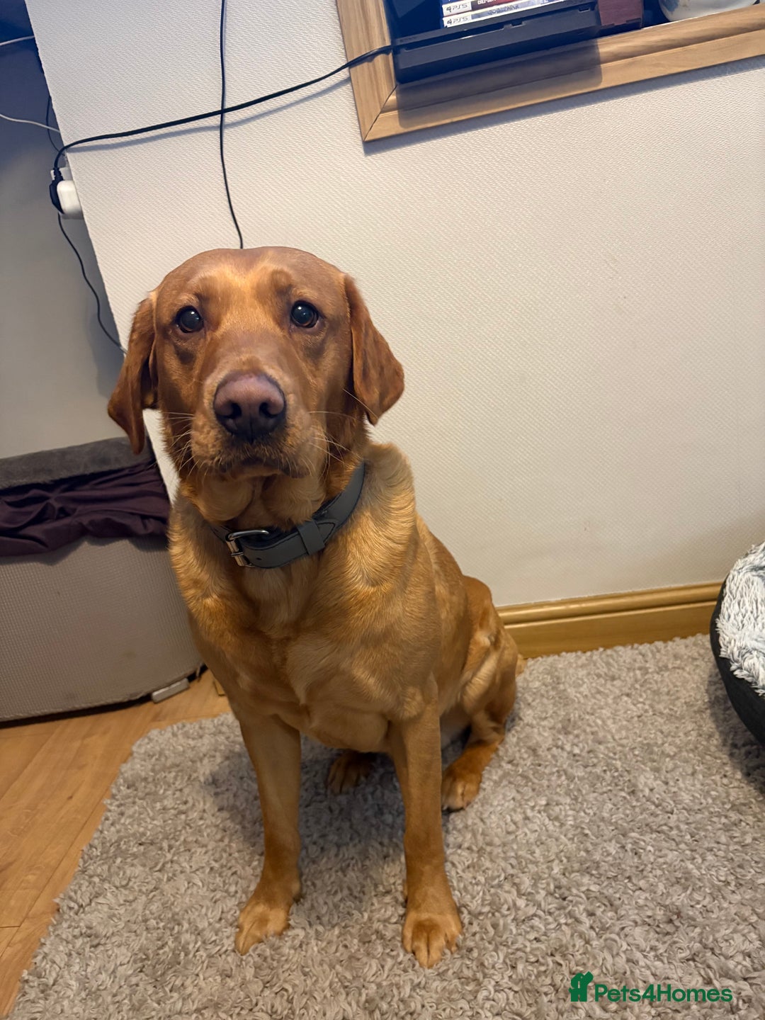 Labrador Retriever dogs for stud: Labrador retriever for stud  - Advert 14