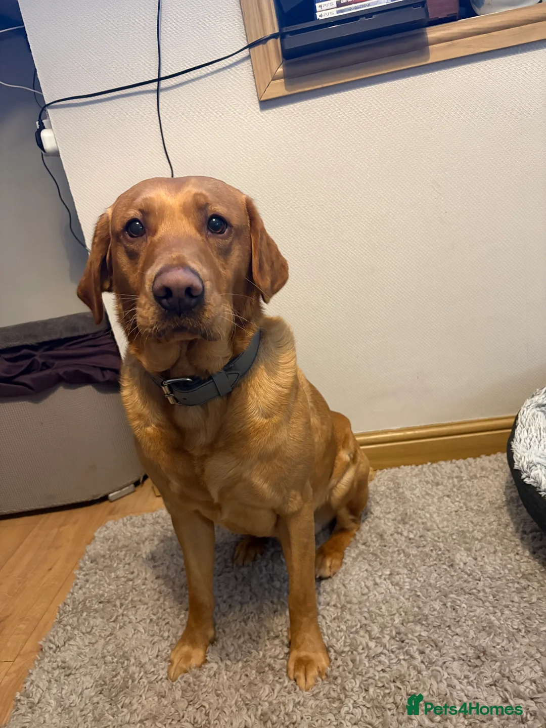 Labrador Retriever dogs for stud: Labrador retriever for stud  - Advert 14