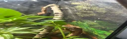 Gecko reptiles for sale: Baby Crested Geckos (Pinstripes & Red Harliquin) - Advert 8