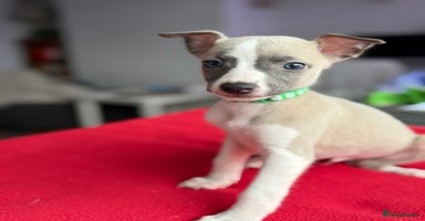 Whippet dogs - Advert 16