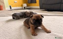 French Bulldog dogs for sale: 4 lovely French Bulldog puppies for sale . - Image 8