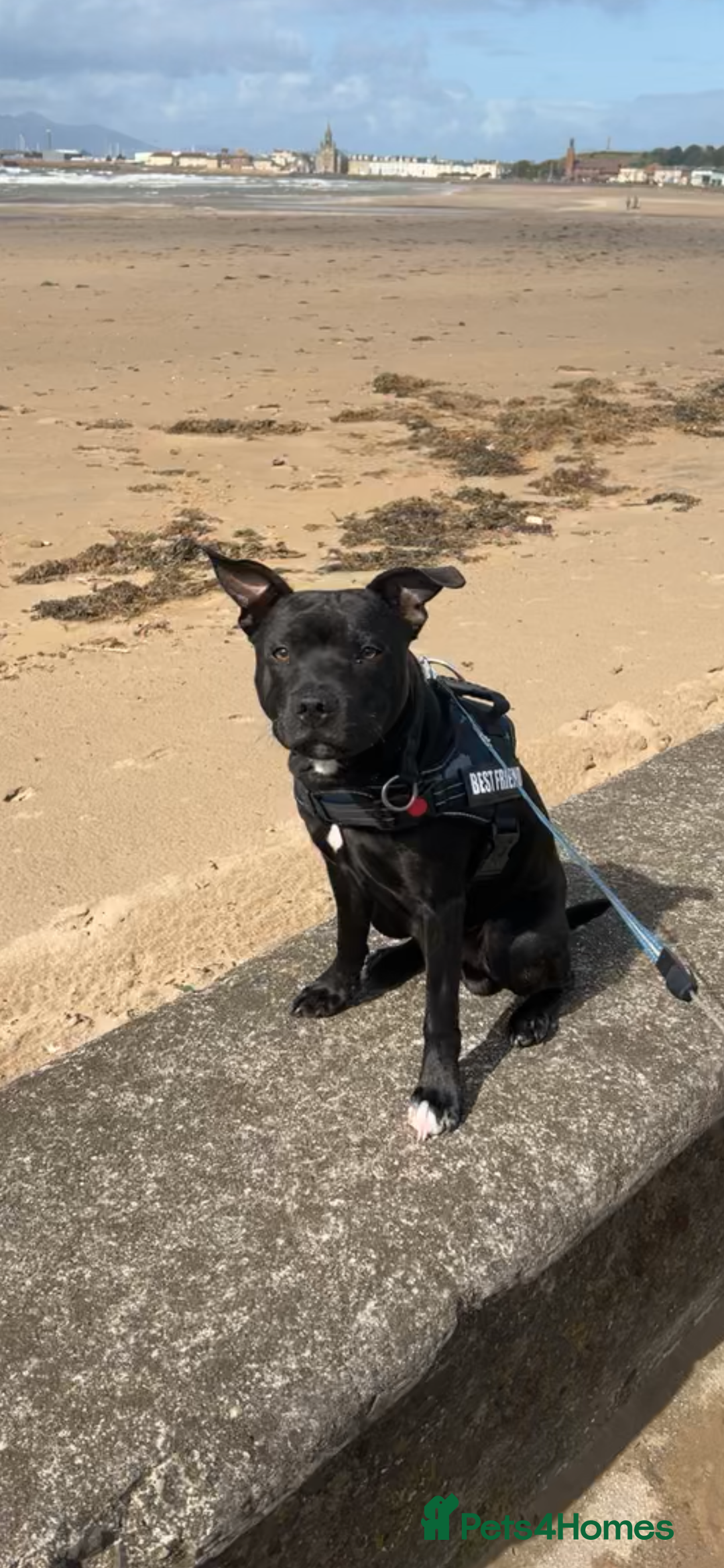 Staffordshire Bull Terrier dogs for sale: Blue the staffy - Image 4
