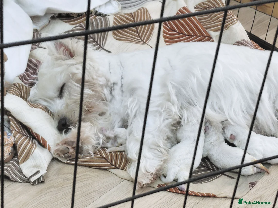 West Highland Terrier dogs for sale: KC, quality, true to type westie puppies  - Advert 2