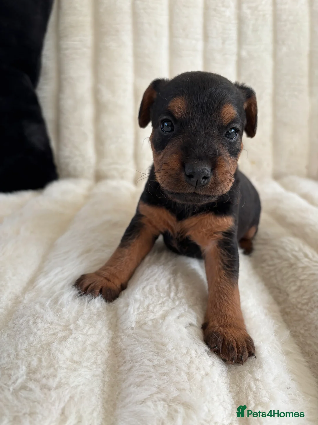 Lakeland Terrier dogs for sale: Lakeland terrier pups  - Advert 7