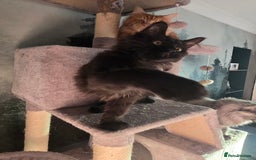 Maine Coon cats for sale: Last gorgeous Maine Coon  - Advert 13