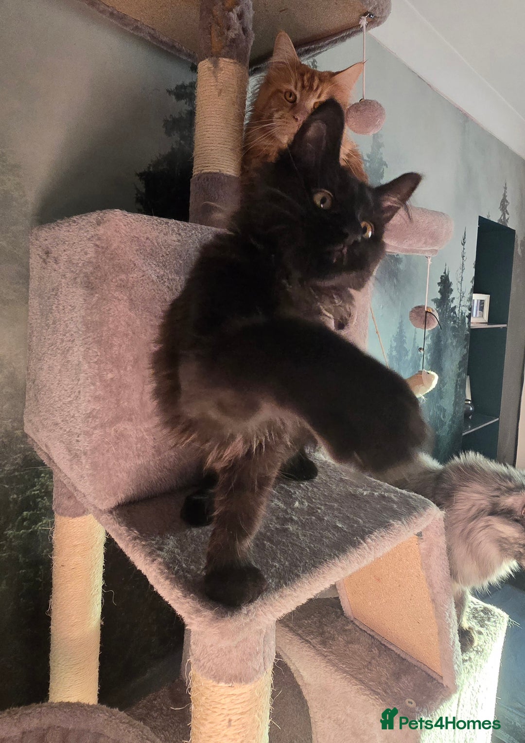 Maine Coon cats for sale: Last gorgeous Maine Coon  - Advert 13