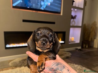 Dachshund dogs - Advert 2