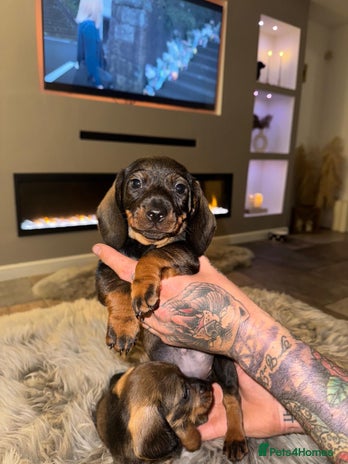 Dachshund dogs - Advert 3