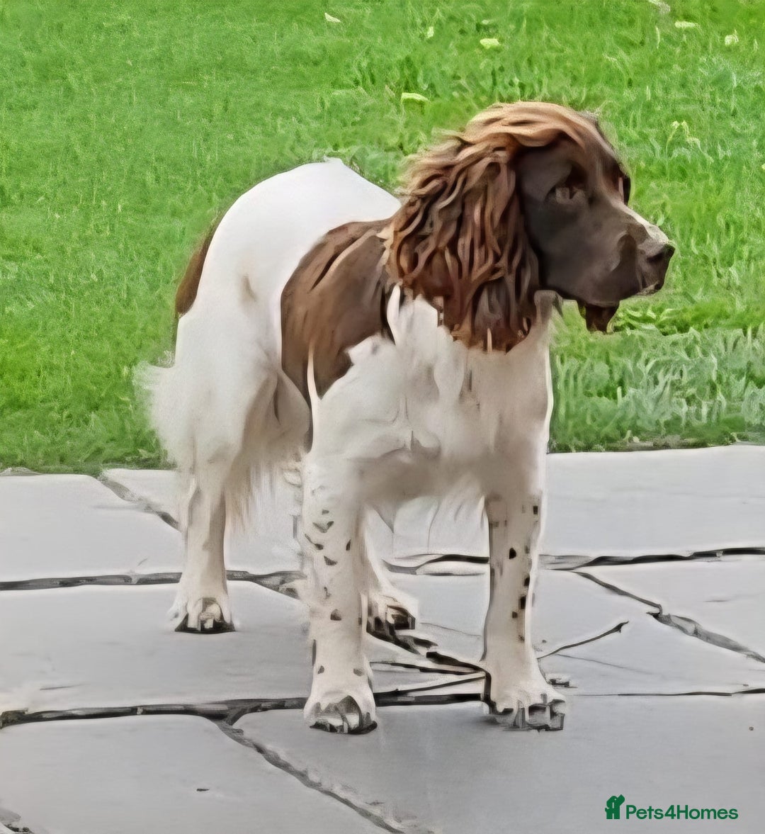 Sprocker dogs for sale: F1 Sprocker Spaniel Puppies 7 Boys & 2 Girls 🐾 - Advert 6