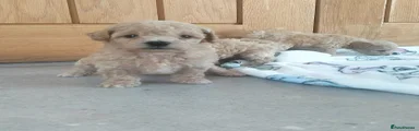 Poochon 4