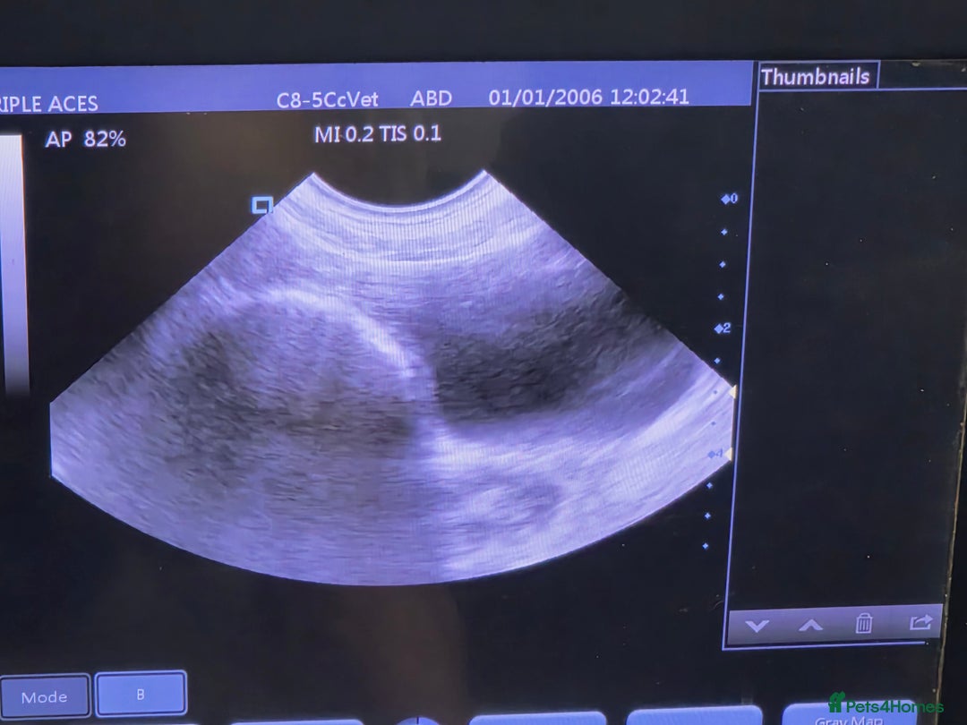 American Bully dogs for stud: Grey and black merle pocket bully - Advert 3