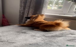 Pomeranian dogs for sale: Pomeranian boy - Image 1