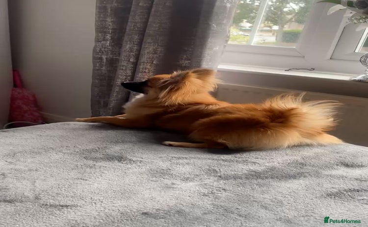 Pomeranian dogs - Advert 1