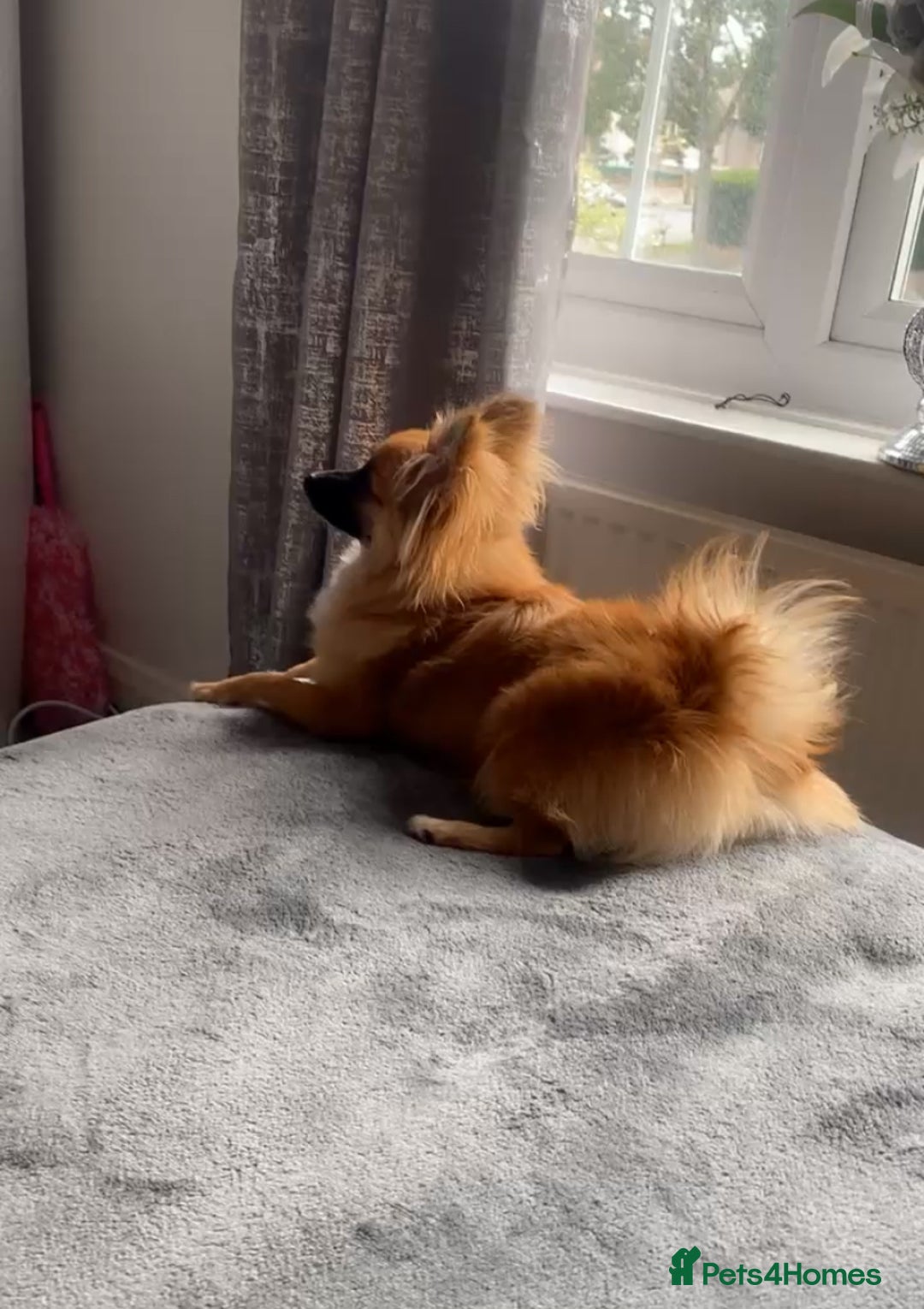 Pomeranian dogs for sale: Pomeranian boy - Image 1